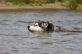 ALASKAN MALAMUTE 664
